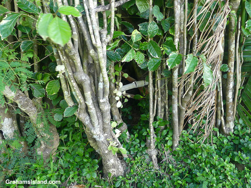 A broken water pipe in heavy foliage in Hawi, Hawaii