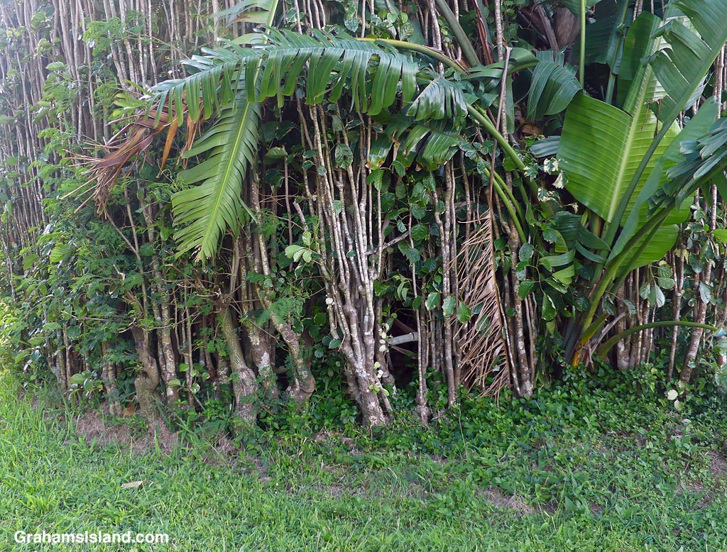 A broken water pipe in heavy foliage in Hawi, Hawaii